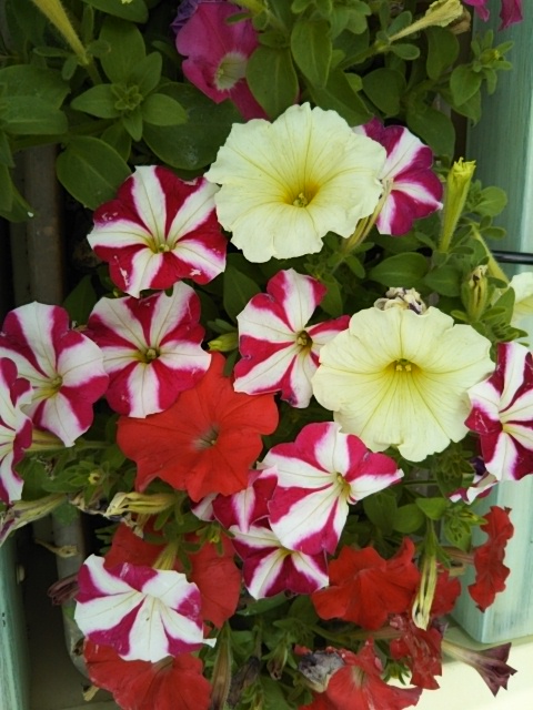 f:id:oinor-i:20190702114741j:plain f:id:oinor-i:20190702114741j:plain
