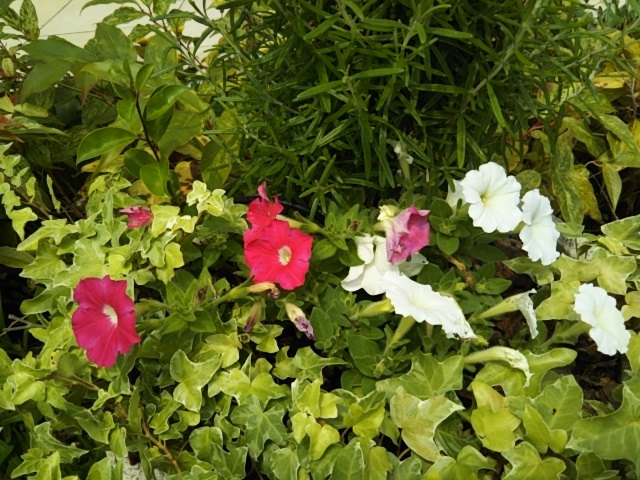 f:id:oinor-i:20190702154752j:plain