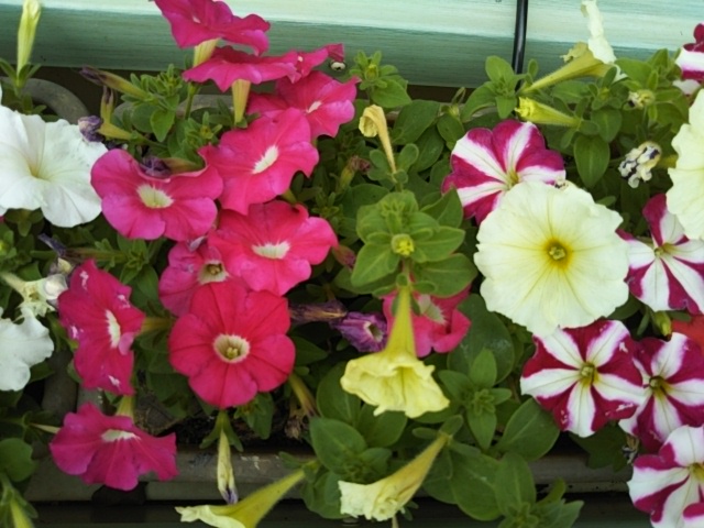 f:id:oinor-i:20190705142632j:plain f:id:oinor-i:20190705142632j:plain