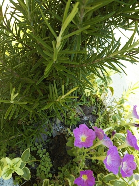 f:id:oinor-i:20190818185610j:plain