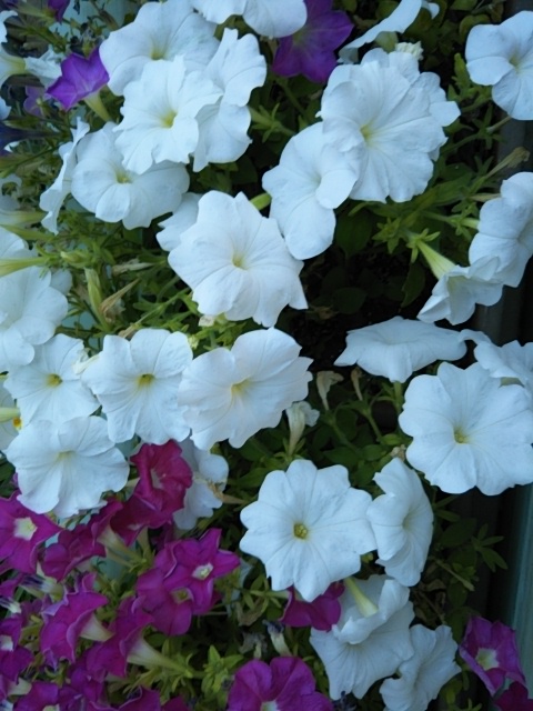 f:id:oinor-i:20190819140710j:plain
