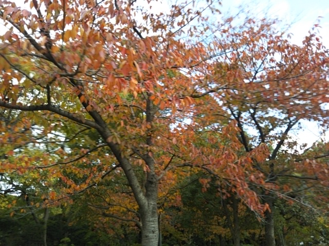 f:id:oinor-i:20191119105247j:plain f:id:oinor-i:20191119105247j:plain