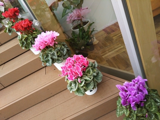 f:id:oinor-i:20191205093019j:plain