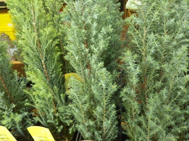 f:id:oinor-i:20191210182240j:plain f:id:oinor-i:20191210182240j:plain