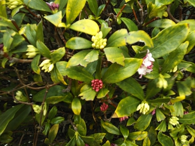 f:id:oinor-i:20200221100742j:plain f:id:oinor-i:20200221100742j:plain