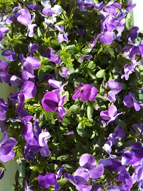 f:id:oinor-i:20200302101843j:plain f:id:oinor-i:20200302101843j:plain