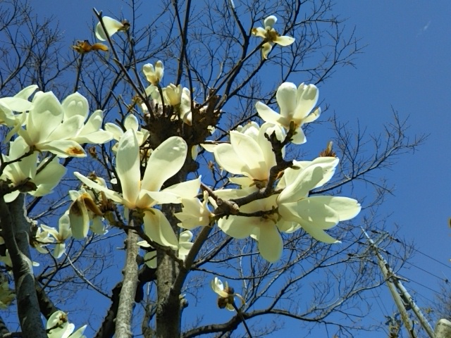 f:id:oinor-i:20200328122503j:plain
