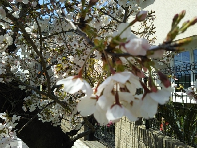 f:id:oinor-i:20200404134940j:plain