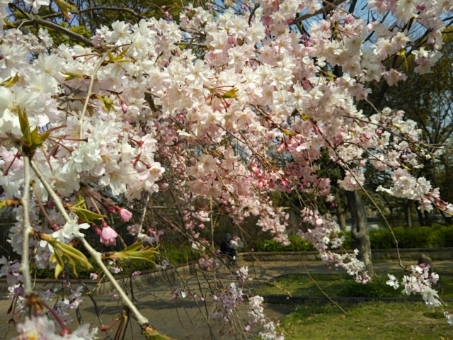 f:id:oinor-i:20200408120413j:plain f:id:oinor-i:20200408120413j:plain