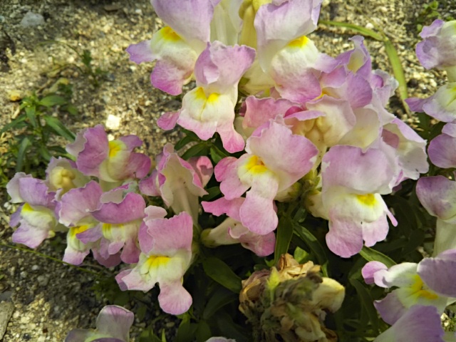 f:id:oinor-i:20200417135448j:plain