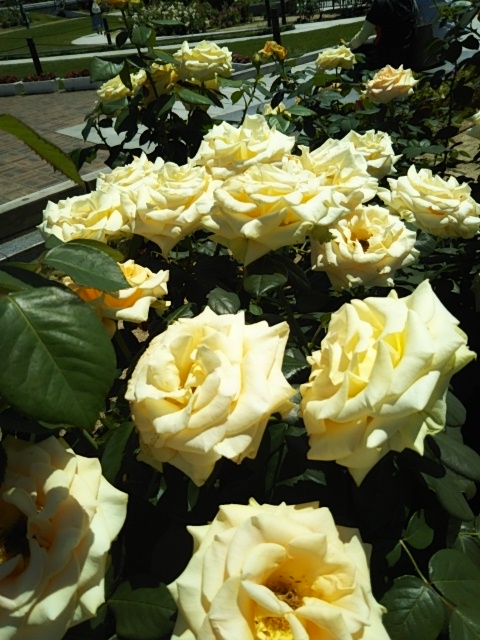 f:id:oinor-i:20200528121205j:plain f:id:oinor-i:20200528121205j:plain