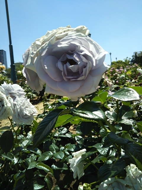 f:id:oinor-i:20200528121215j:plain f:id:oinor-i:20200528121215j:plain