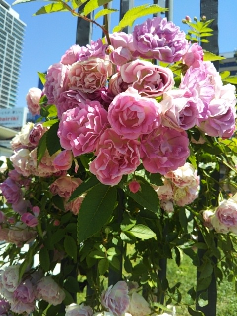 f:id:oinor-i:20200528121243j:plain f:id:oinor-i:20200528121243j:plain