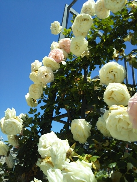 f:id:oinor-i:20200528121401j:plain f:id:oinor-i:20200528121401j:plain