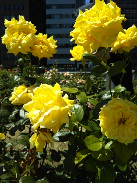 f:id:oinor-i:20200528121459j:plain f:id:oinor-i:20200528121459j:plain