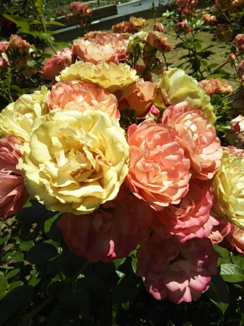 f:id:oinor-i:20200528121559j:plain f:id:oinor-i:20200528121559j:plain