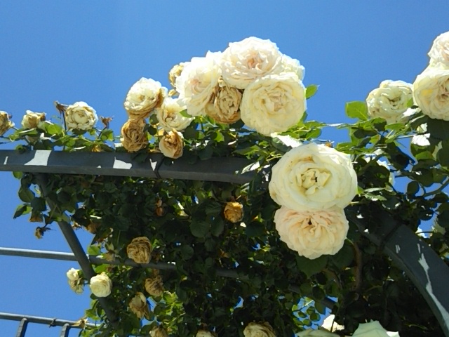 f:id:oinor-i:20200528121720j:plain f:id:oinor-i:20200528121720j:plain