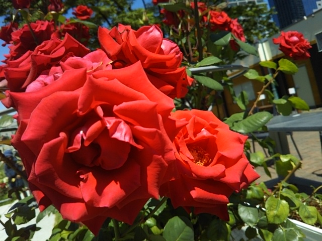 f:id:oinor-i:20200528121838j:plain