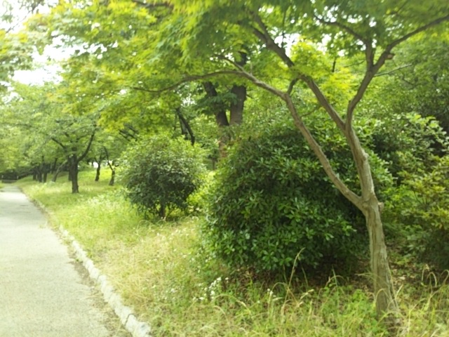 f:id:oinor-i:20200627111817j:plain