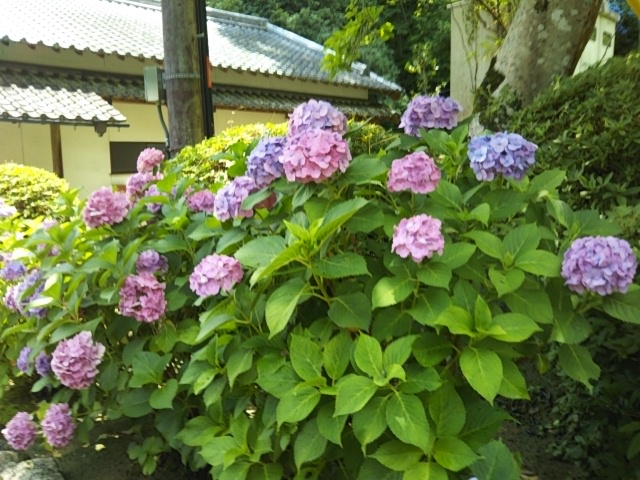 f:id:oinor-i:20200701145642j:plain