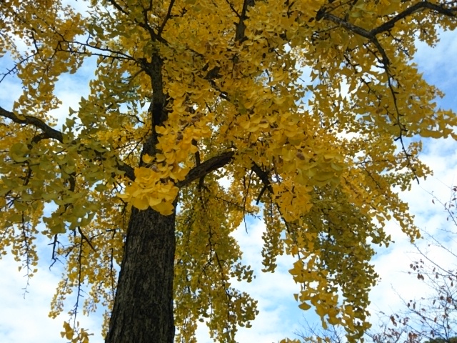 f:id:oinor-i:20201115114534j:plain