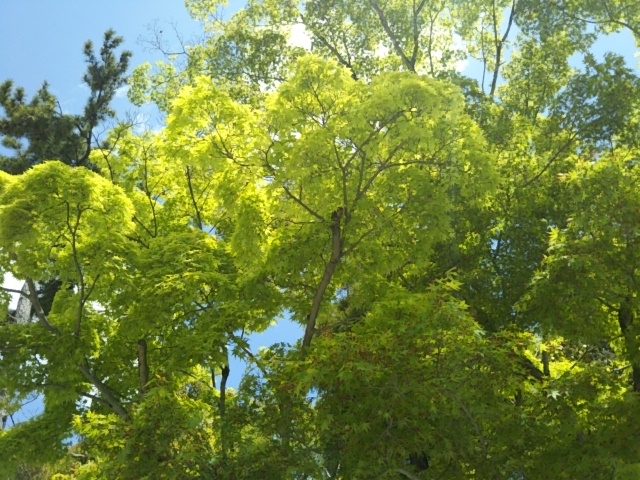 f:id:oinor-i:20210420113448j:plain