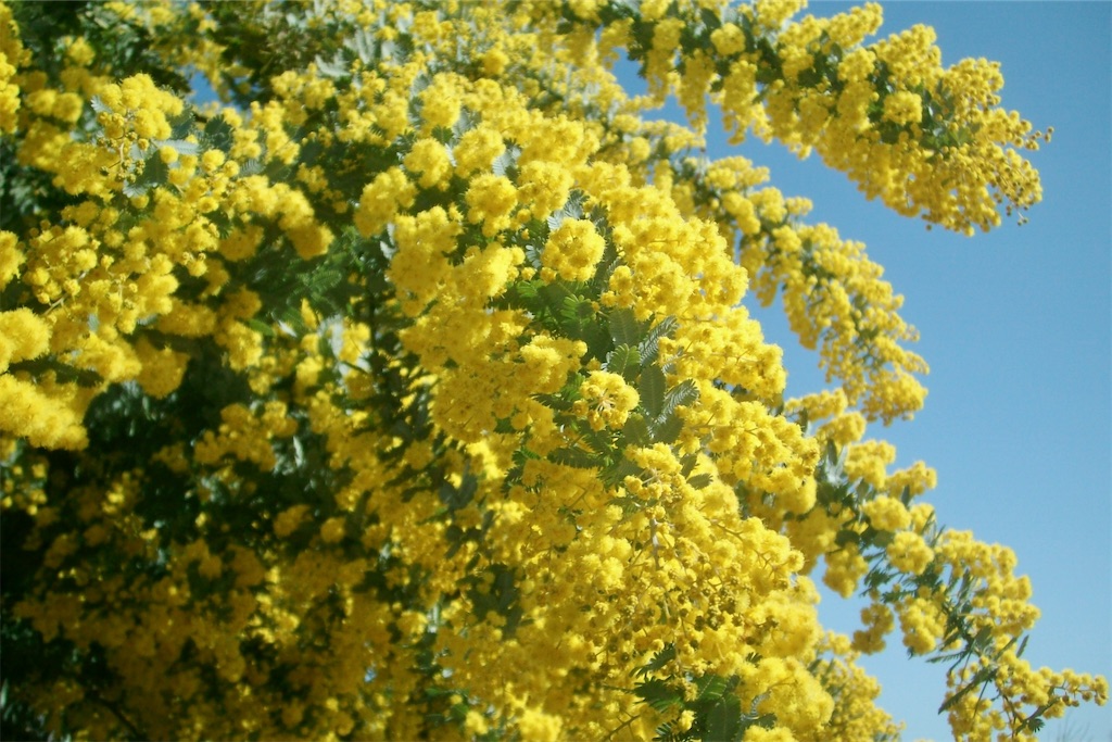 f:id:oinuyuni:20240302004717j:image f:id:oinuyuni:20240302004717j:image
