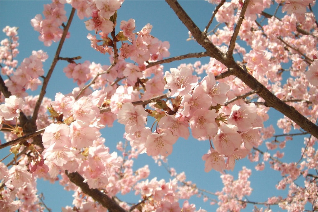 f:id:oinuyuni:20240311180502j:image f:id:oinuyuni:20240311180502j:image