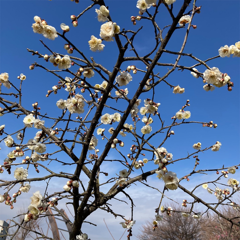 f:id:oishi5959:20230414201246j:image f:id:oishi5959:20230414201246j:image