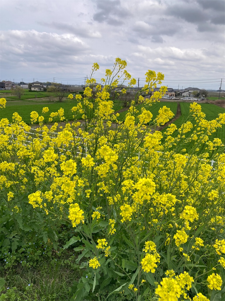 f:id:oishi5959:20230414202639j:image f:id:oishi5959:20230414202639j:image