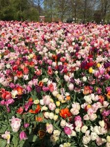 f:id:oisiioranda:20170502030125j:plain f:id:oisiioranda:20170502030125j:plain