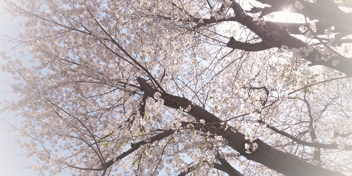 f:id:oitoma123:20210327150303j:plain