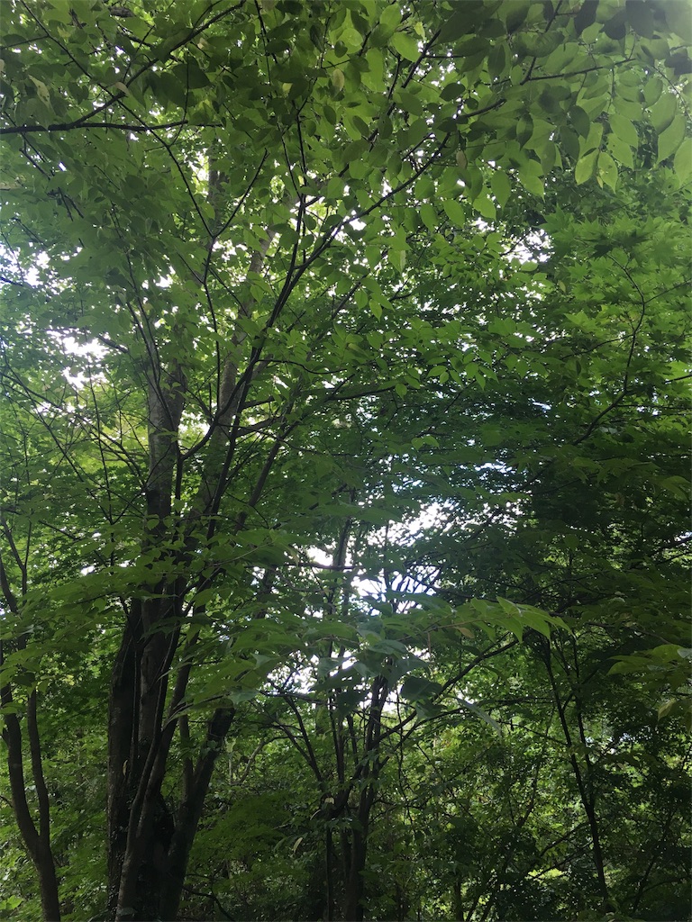 f:id:oiwakedoggies:20180825074742j:image