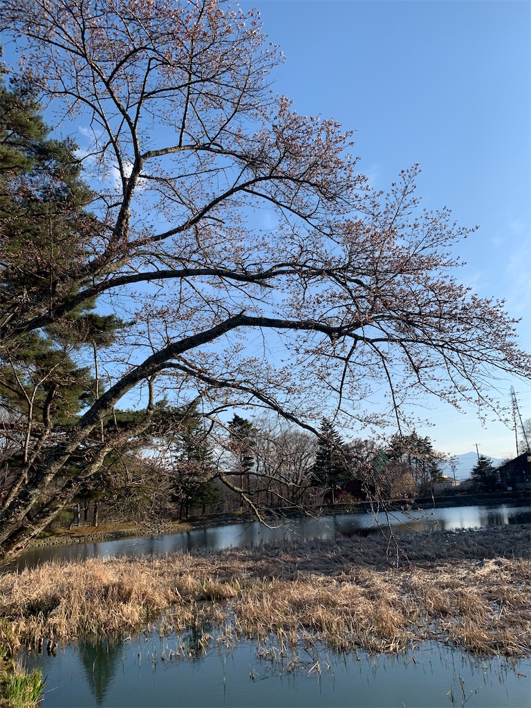 f:id:oiwakedoggies:20210411123913j:image f:id:oiwakedoggies:20210411123913j:image