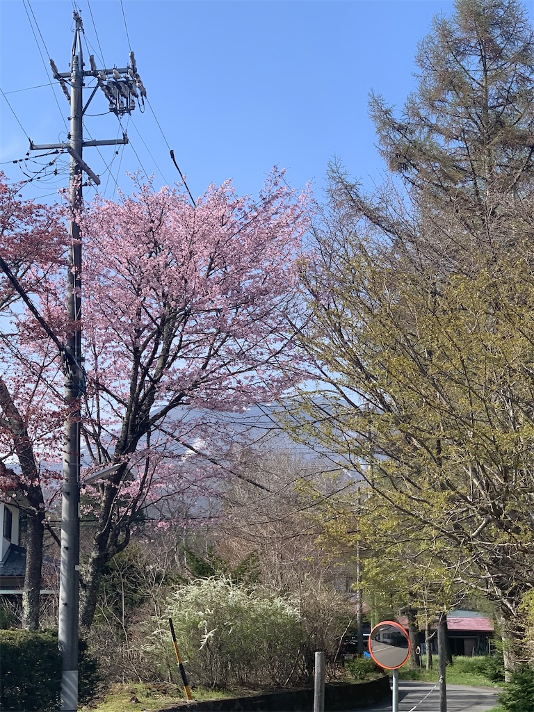 f:id:oiwakedoggies:20220424113546j:image