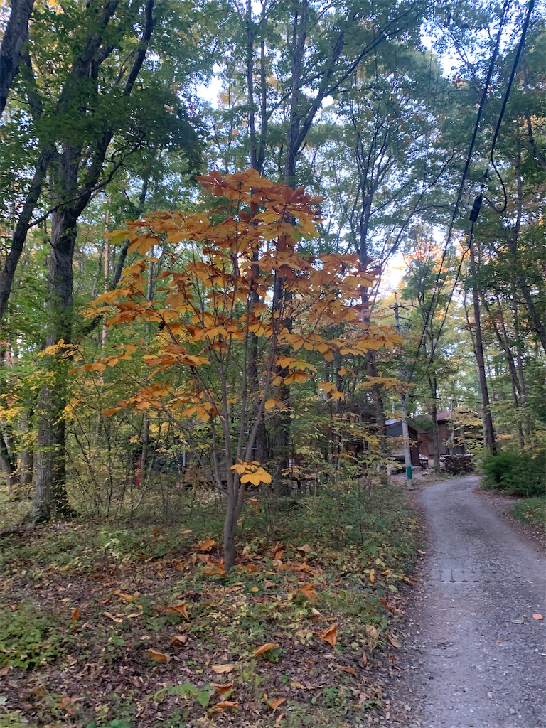 f:id:oiwakedoggies:20231024172512j:image