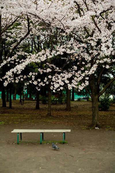 f:id:ojamajo:20080330160749j:image:h200 f:id:ojamajo:20080330160749j:image:h200