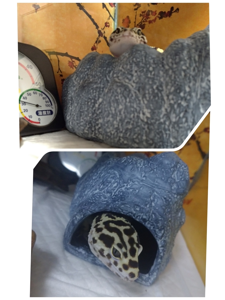 ヒョウモントカゲモドキ】ウェットシェルターのおすすめを紹介