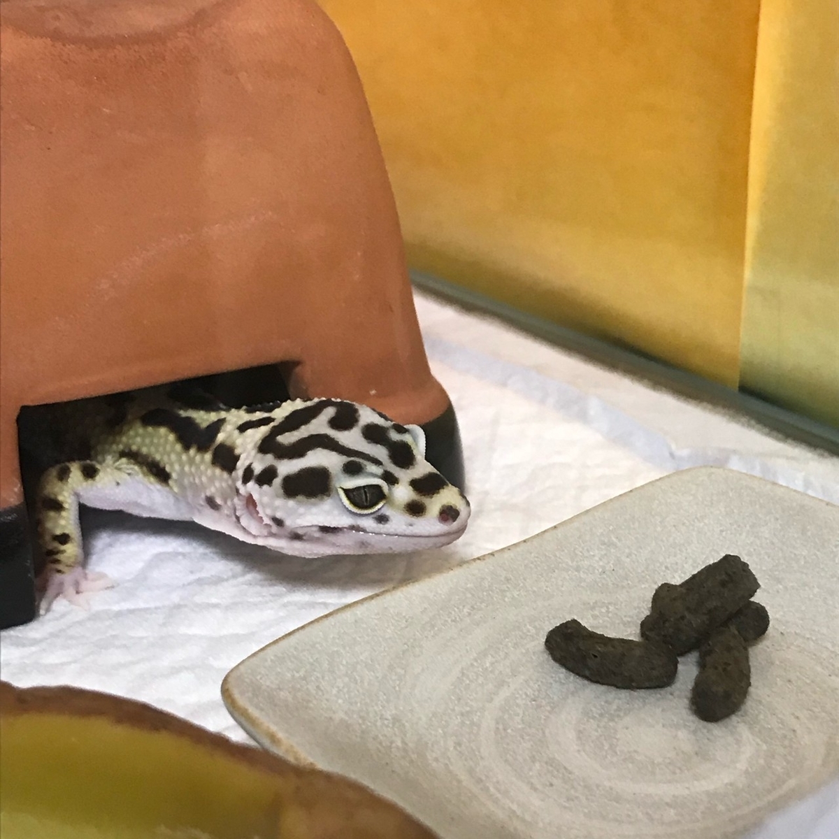 ヒョウモントカゲモドキの餌色々 おじ語り ヒョウモントカゲモドキの餌色々 おじ語り