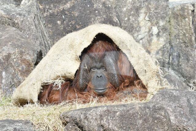 NAKAJIMA 野生の赤ちゃん　王国　オランウータン　特大❣️ NAKAJIMA 野生の赤ちゃん 王国 オランウータン 特大❣️ - メルカリ