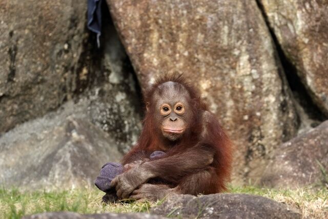 最近のオランウータンのぬいぐるみってかわいくないよね - おじ語り