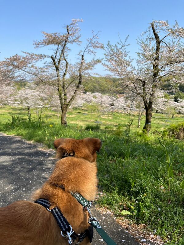 桜を見るくぬぎ