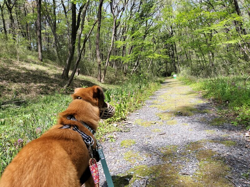 山のような道