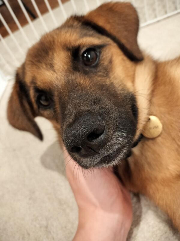 ご満悦の犬