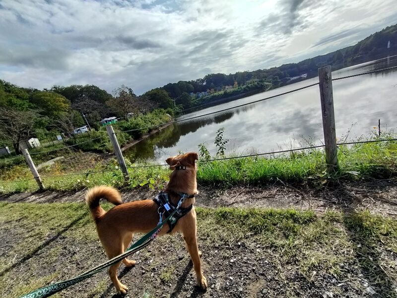 宮沢湖と犬