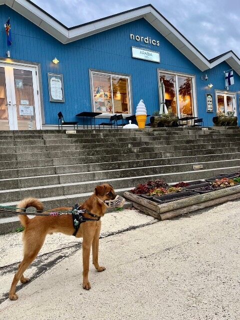 ノルディックスと犬