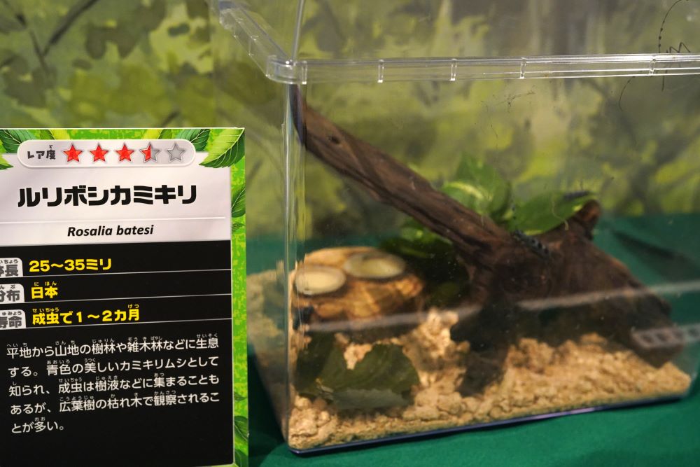ルリボシカミキリ