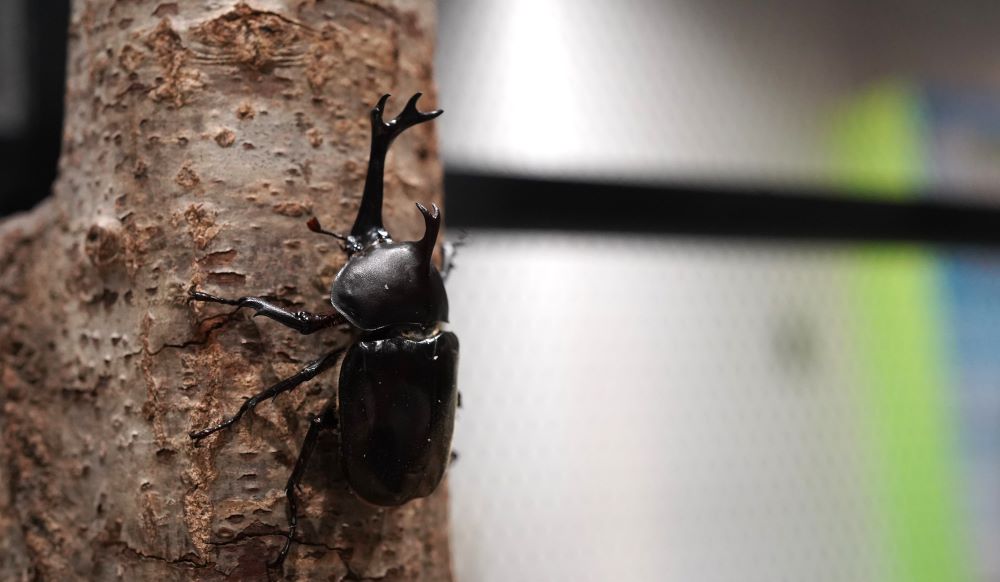 木に登るカブトムシ