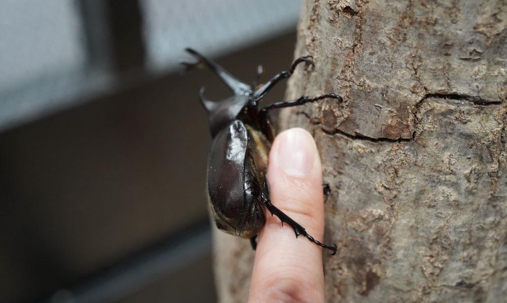 指に登るカブトムシ