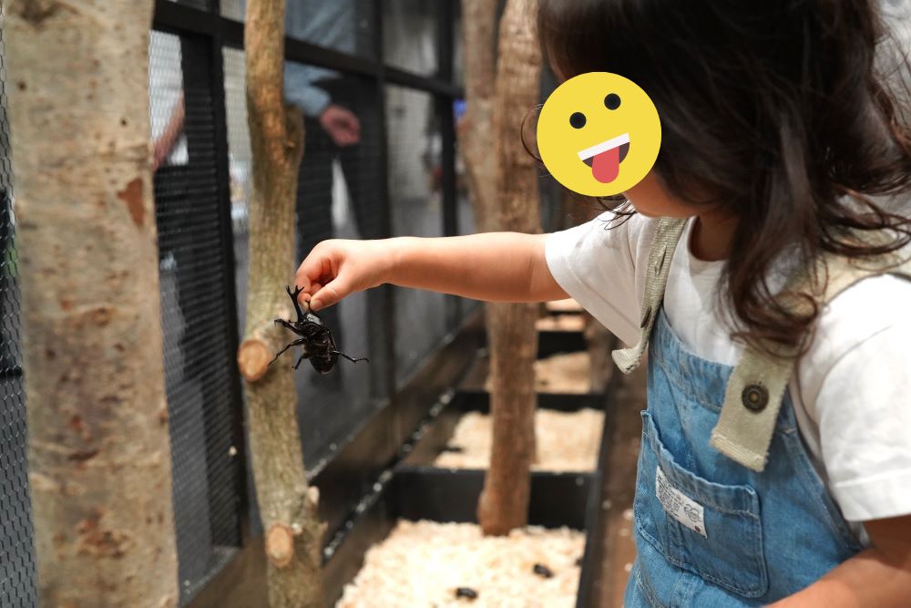 捕まるカブトムシ